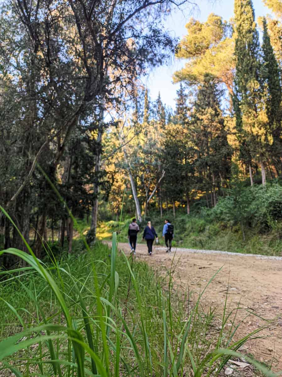 Sightseeing in Agrinio - The forest of Agios Christoforos.